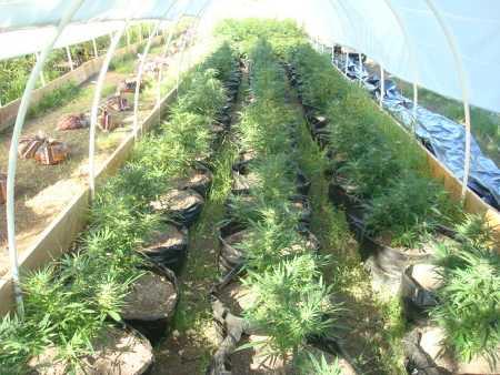 051314potplants