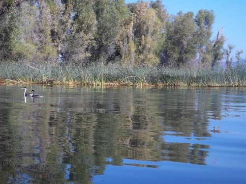 082414scavonegrebes