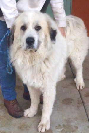 17greatpyrenees