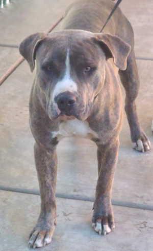 4pitbullmix