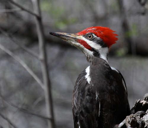 barnwellpileatedwoodpecker