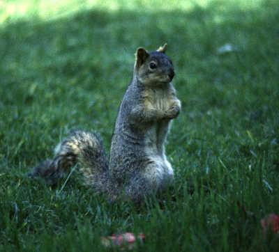 cdfwgroundsquirrel