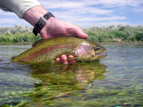 cdfwrainbowtrout