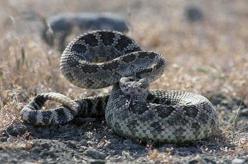 cdfwrattlesnake