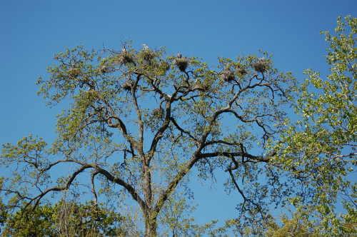 herondaysherontrees