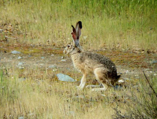 jackrabbit2