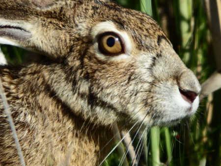 jackrabbitcloseup