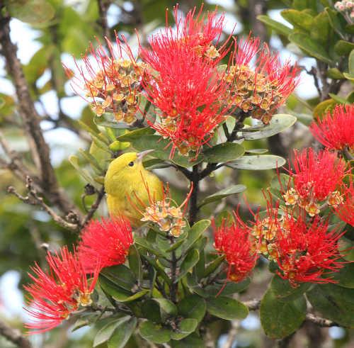 keifferhawaiianbird