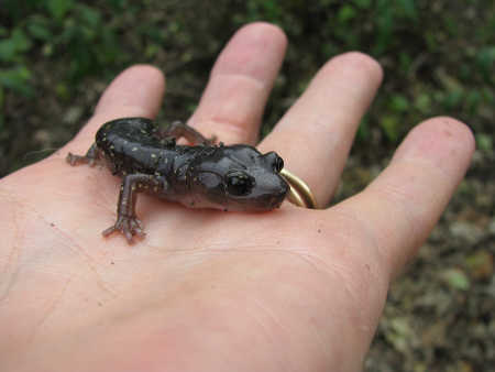 mannsalamander1