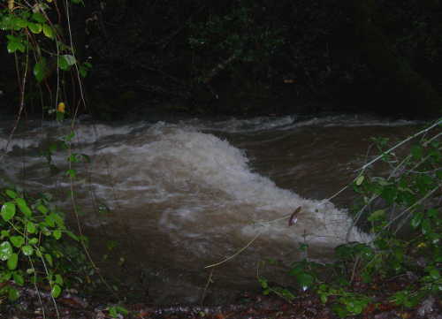 scavonebradfordcreek