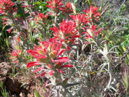 scavoneindianpaintbrush