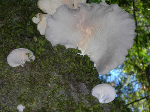 scavonepolyporemushroom