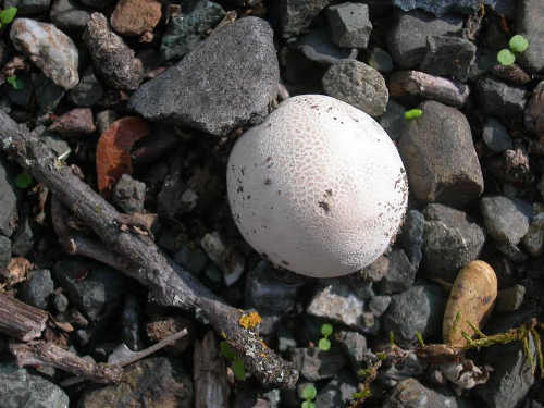 scavonepuffballmushroom