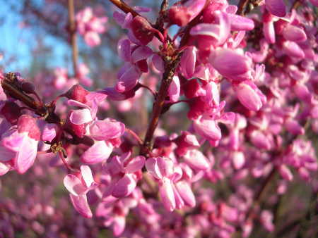 scavoneredbudblossoms