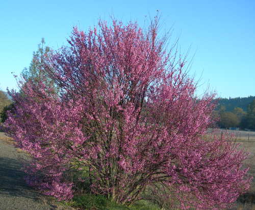 scavoneredbudtree