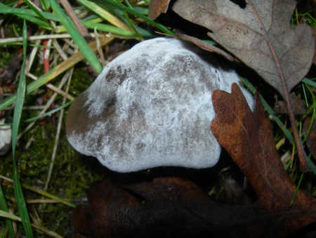 scavoneunidmushroom