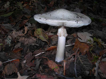 scavoneveiledmushroom