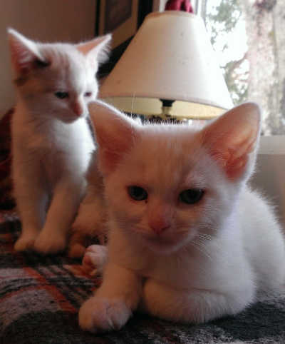 spcakittens
