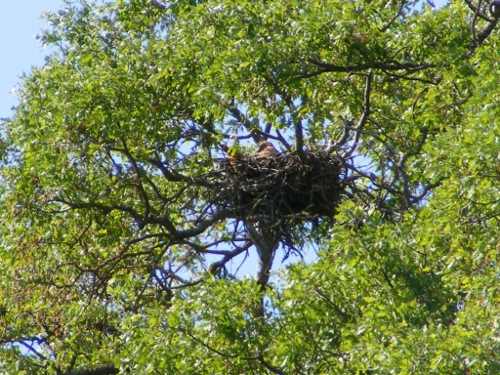 050512heronfestgoldeneaglenest