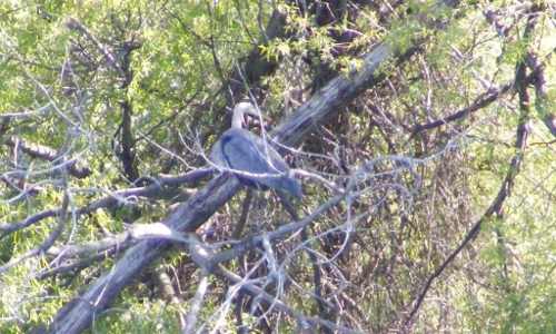 050512heronfestgreatblueheron