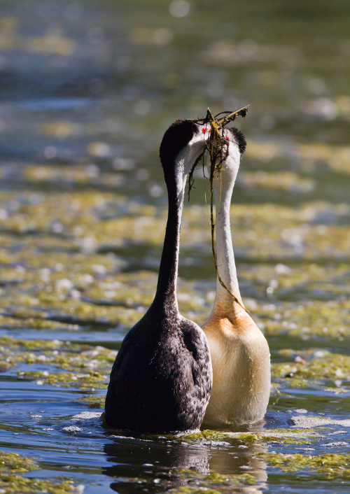 deannamadesongrebes