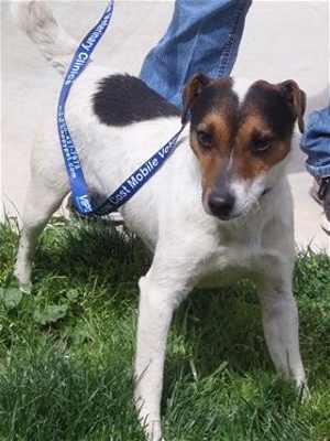 jackrussell12b