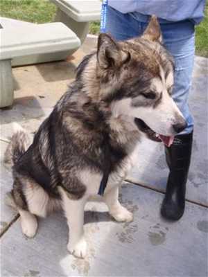 malamute17