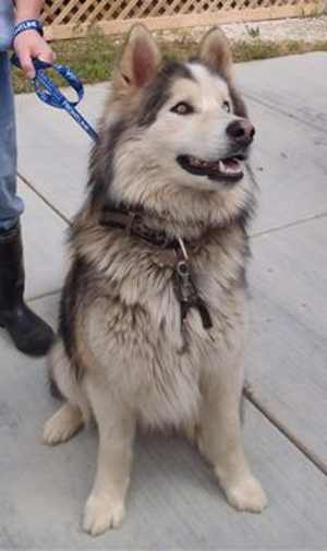 malamute5