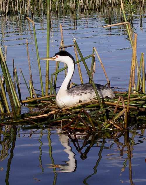 gereckegrebe