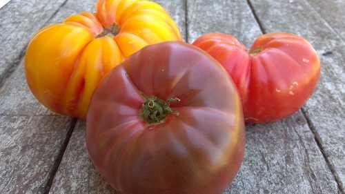 heirloomtomatoes