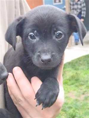 20ajackrussellpup