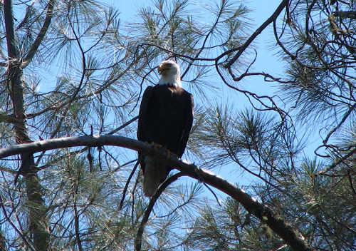 cachecreekbaldeagle