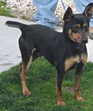 minpin14