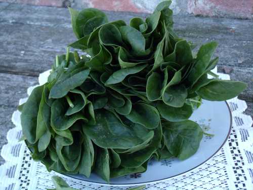 spinach020512