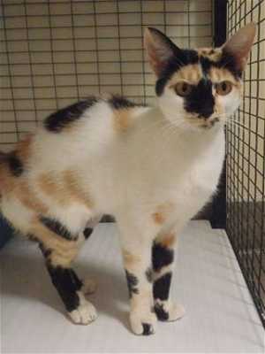 99calico