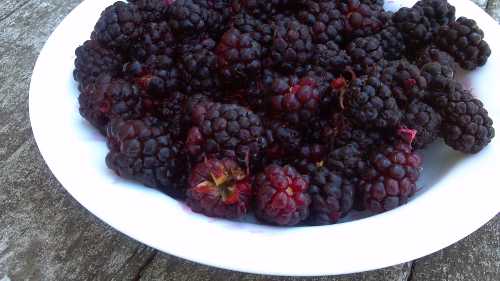 070112boysenberries