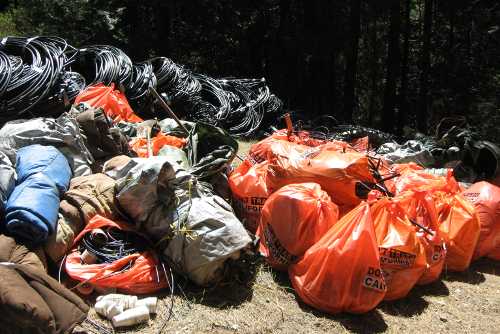 mendoforestcleanup