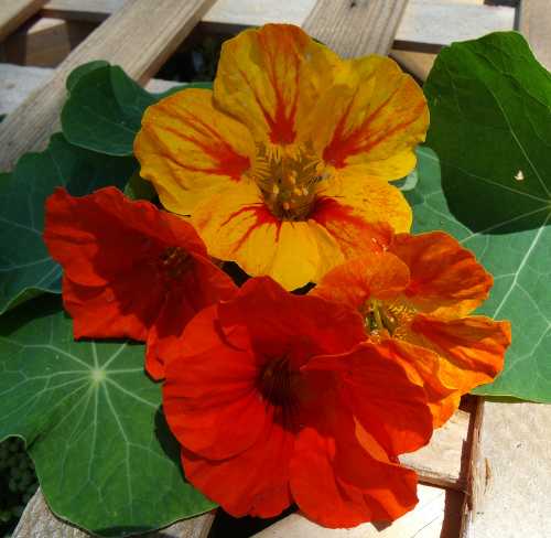 nasturtiums1