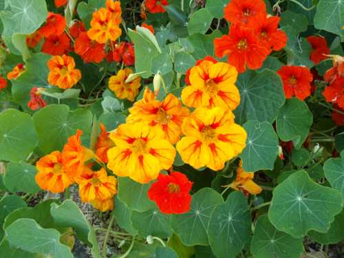 nasturtiums2