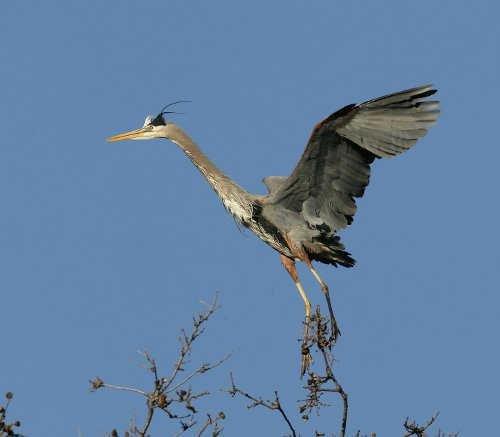 madesonheron