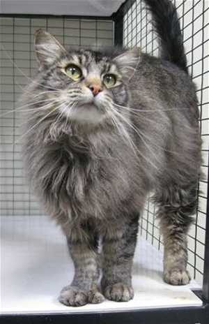 mainecoon63