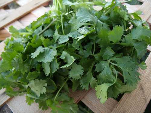 052012cilantro