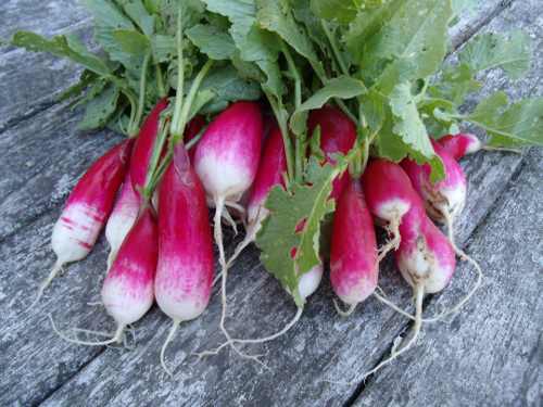 052712veggiegirlradishes