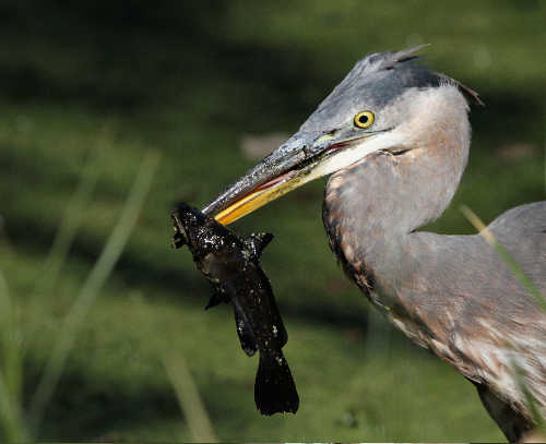 greatblueheronbarnwell