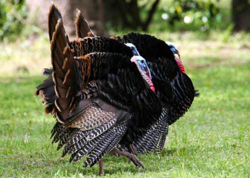 wildturkeys