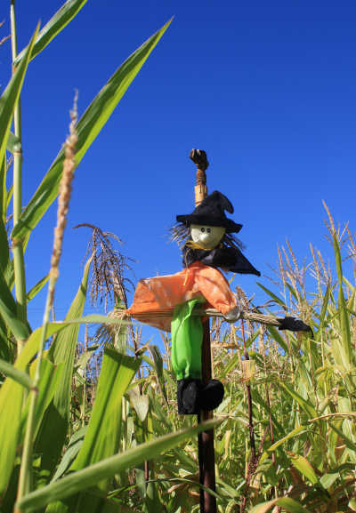 renkercornwitch