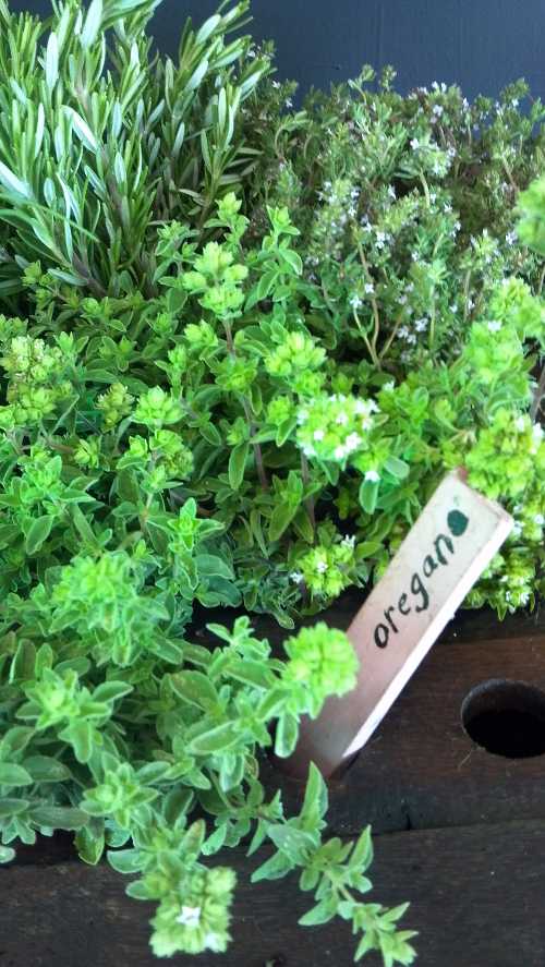 090812oregano