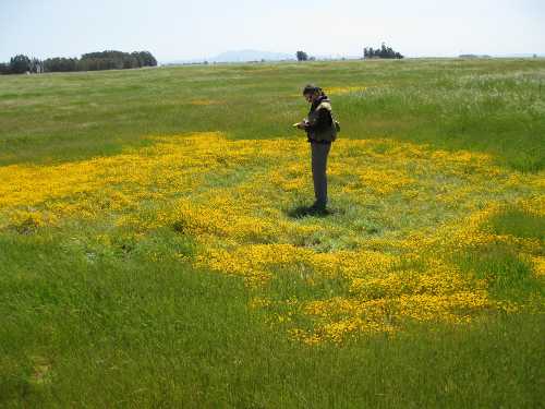 withamvernalpool