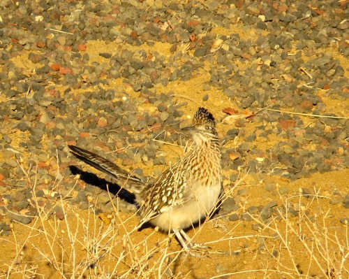 121413roadrunnerbirdcount