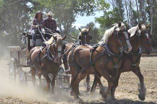 2012horsefiestabelgians
